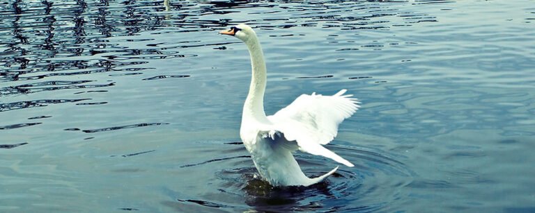 Time Magazine Odense er et af de 100 mest interessante steder i verden