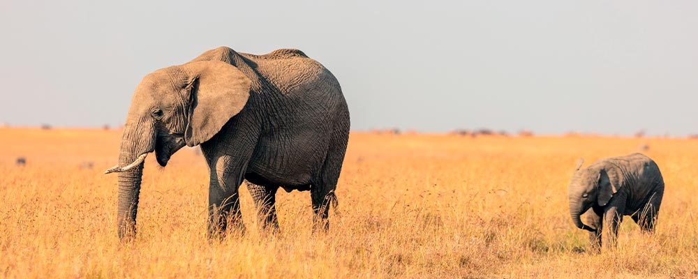 Safari på savannen. Billedet viser en elefant med unge.