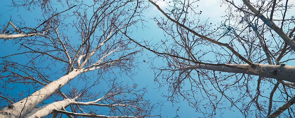 Grønne oaser i bylivet: Mobil beplantning skaber fleksible rum