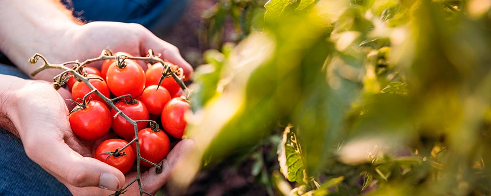 Økologisk engros online